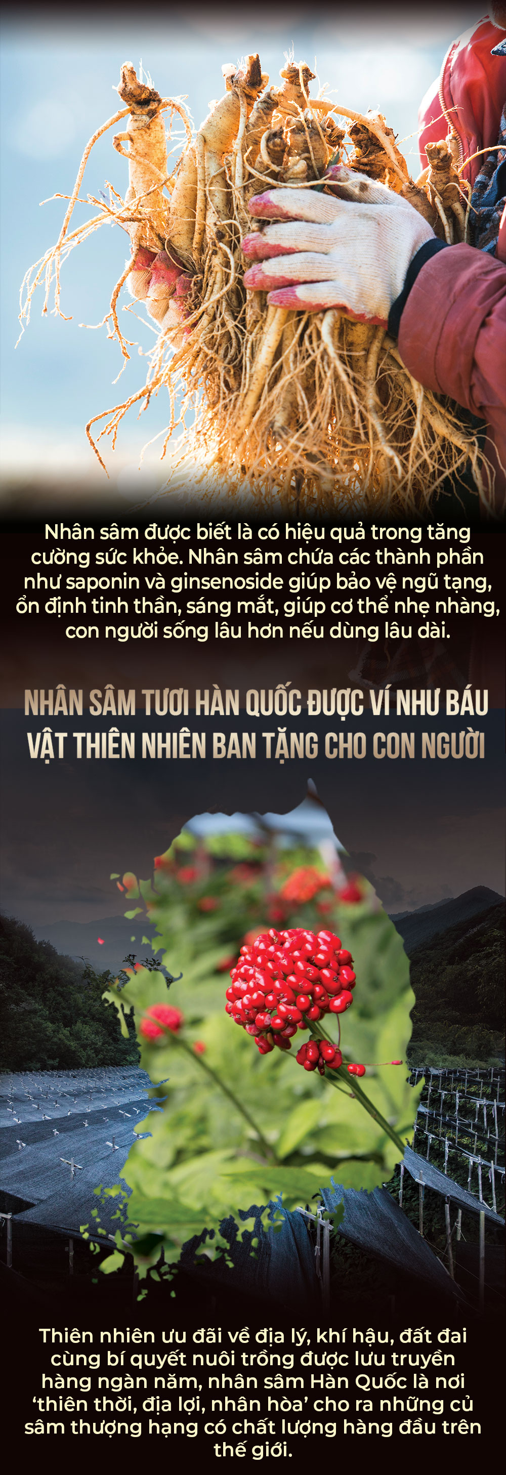 1742018723 102 Nhan Sam Tuoi Han Quoc 6 Nam Tuoi VIP 1