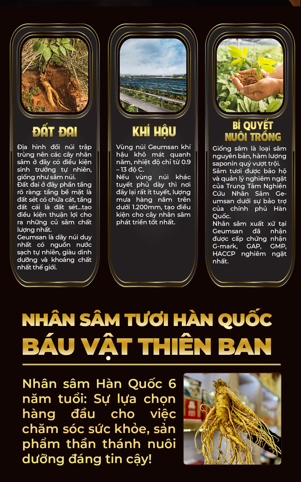 1742018723 423 Nhan Sam Tuoi Han Quoc 6 Nam Tuoi VIP 1