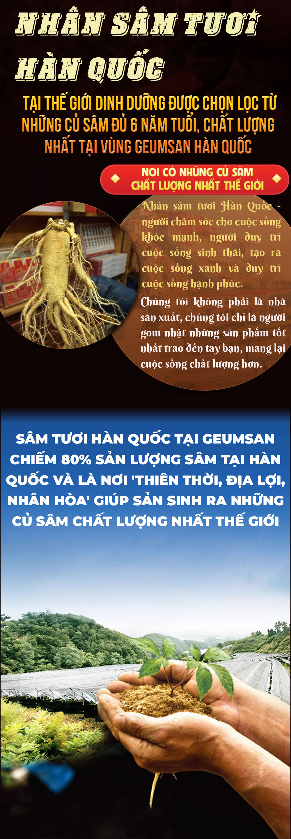 1742018723 614 Nhan Sam Tuoi Han Quoc 6 Nam Tuoi VIP 1