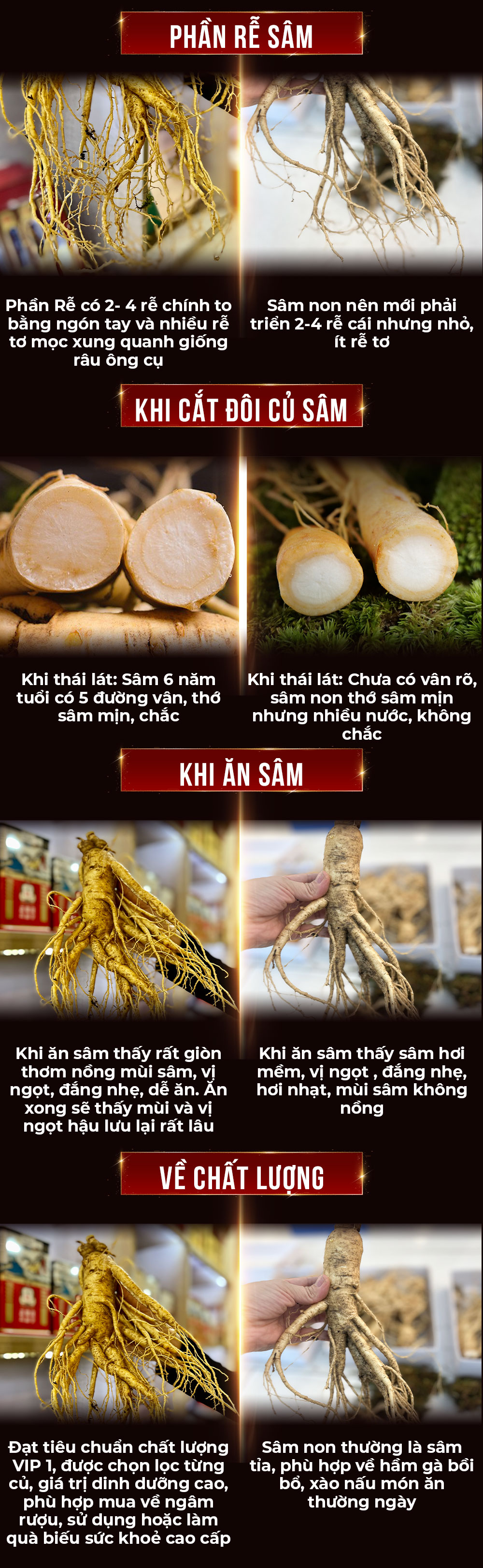 1742018724 247 Nhan Sam Tuoi Han Quoc 6 Nam Tuoi VIP 1