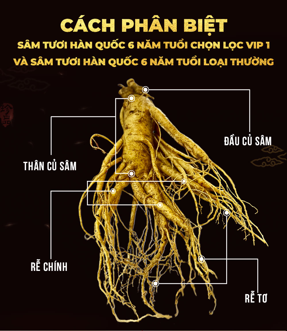 1742018775 144 Nhan Sam Tuoi Han Quoc 6 Nam Tuoi Loai 5