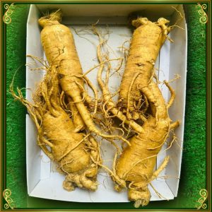 Nhân Sâm Tươi Hàn Quốc 6 Năm Tuổi Loại 4 Củ / kg