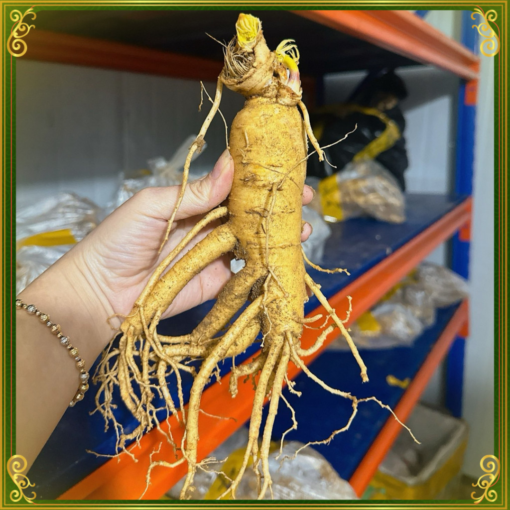 Nhân Sâm Tươi Hàn Quốc 6 Năm Tuổi Loại 6 Củ / kg 1 avt Nhan Sam Tuoi Han Quoc 6 Nam Tuoi Loai 6 Cu kg