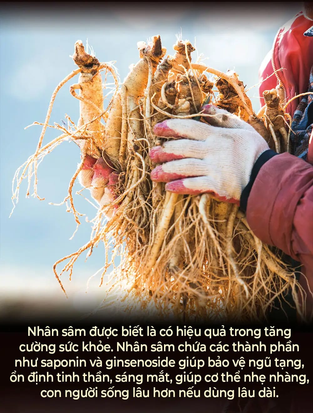 cong dung sam tuoi 28