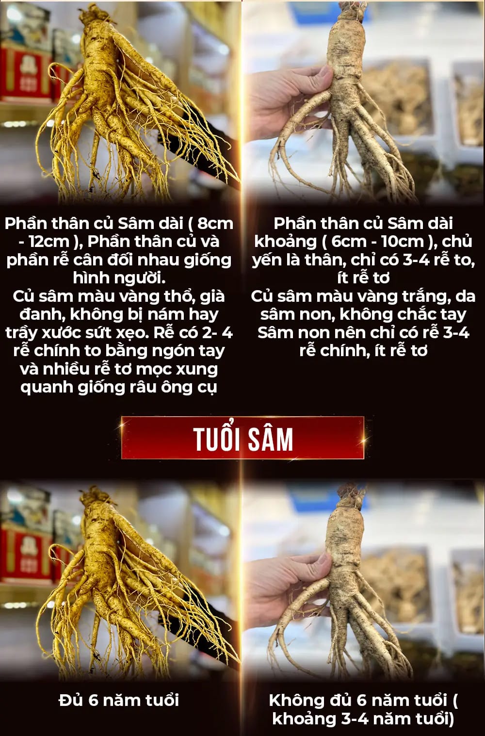 cong dung sam tuoi 36