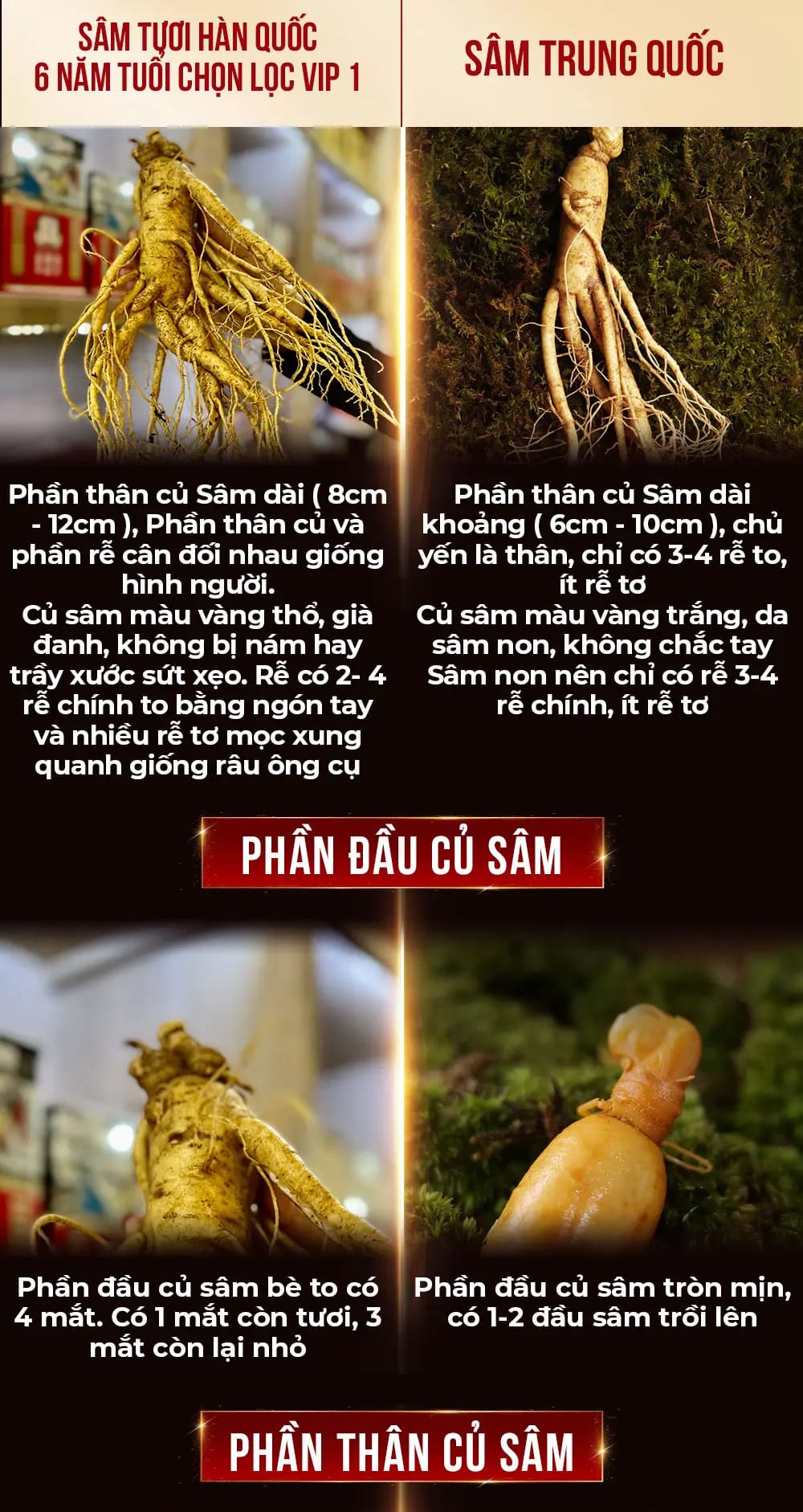 cong dung sam tuoi 40