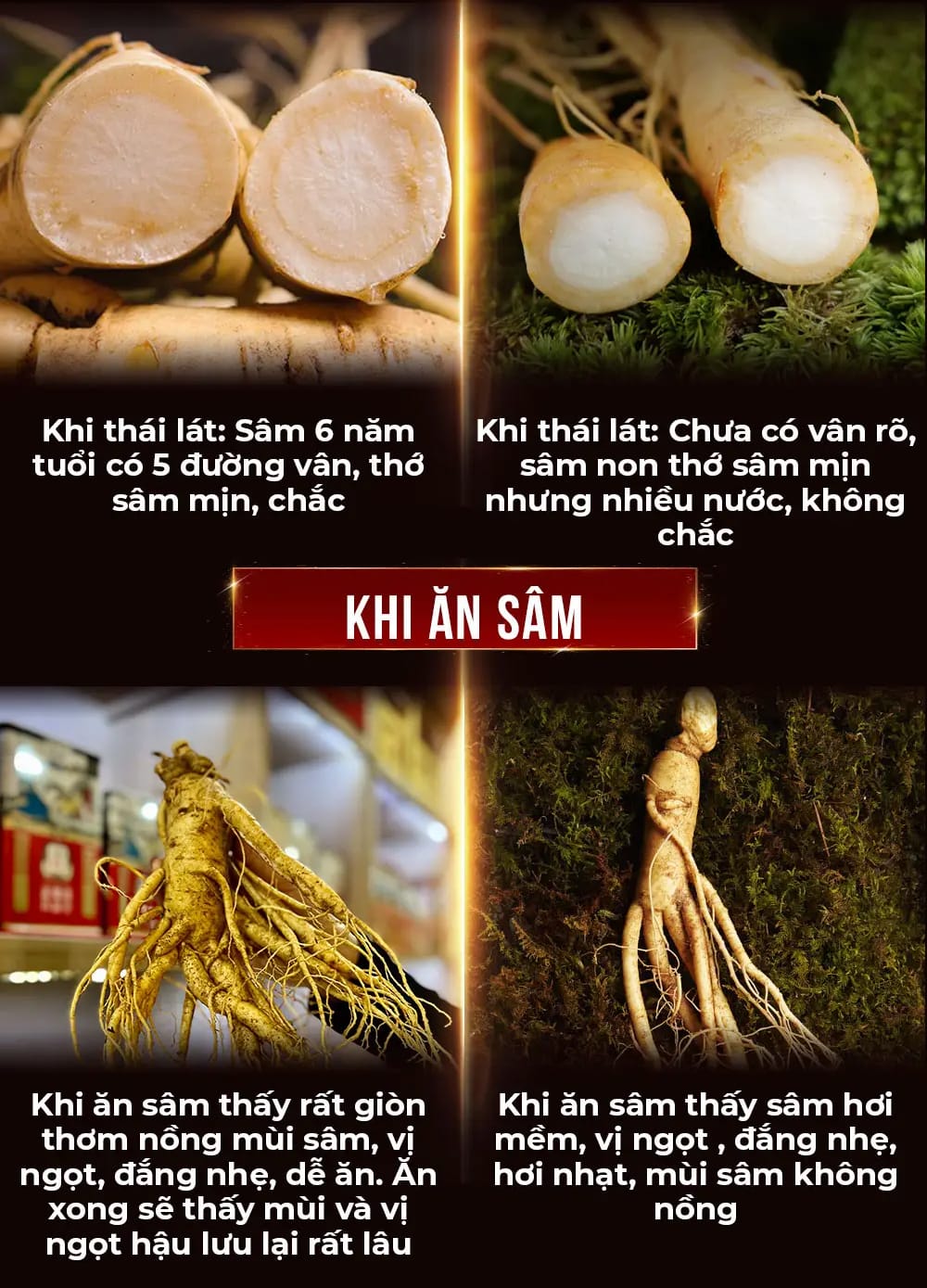 cong dung sam tuoi 42
