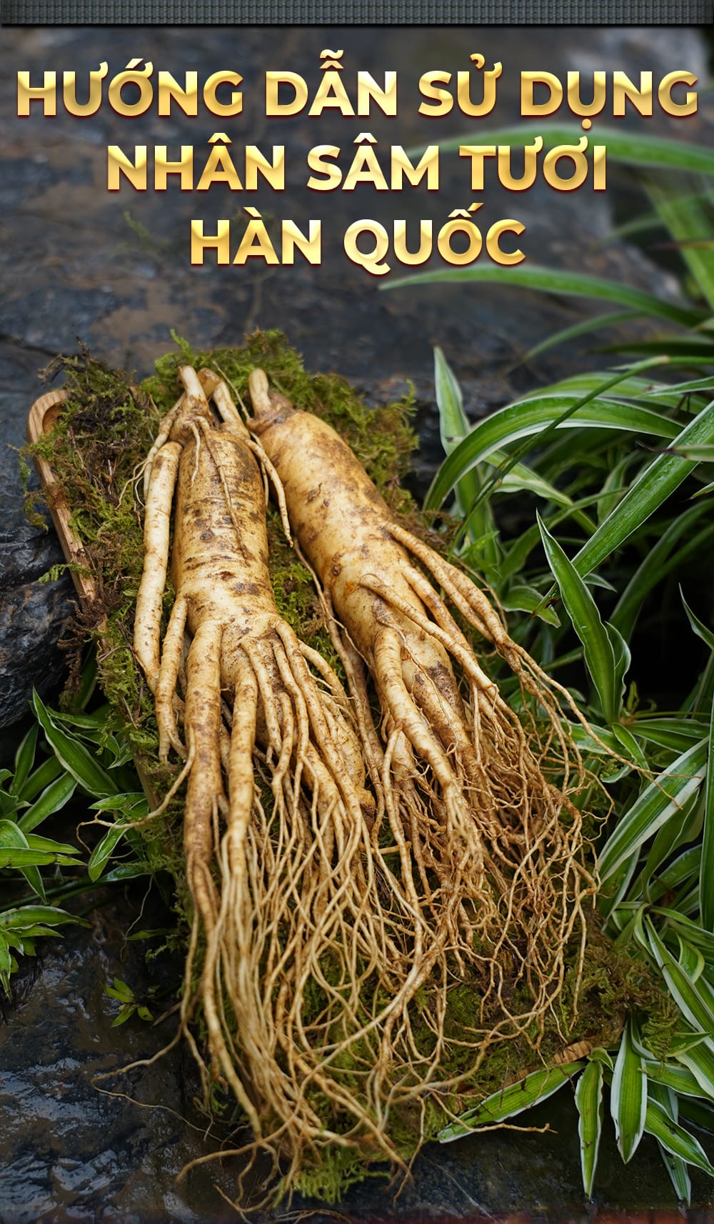 huong dan su dung sam tuoi